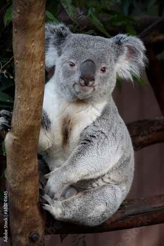 Fototapeta Naklejka Na Ścianę i Meble -  Koala Portrait