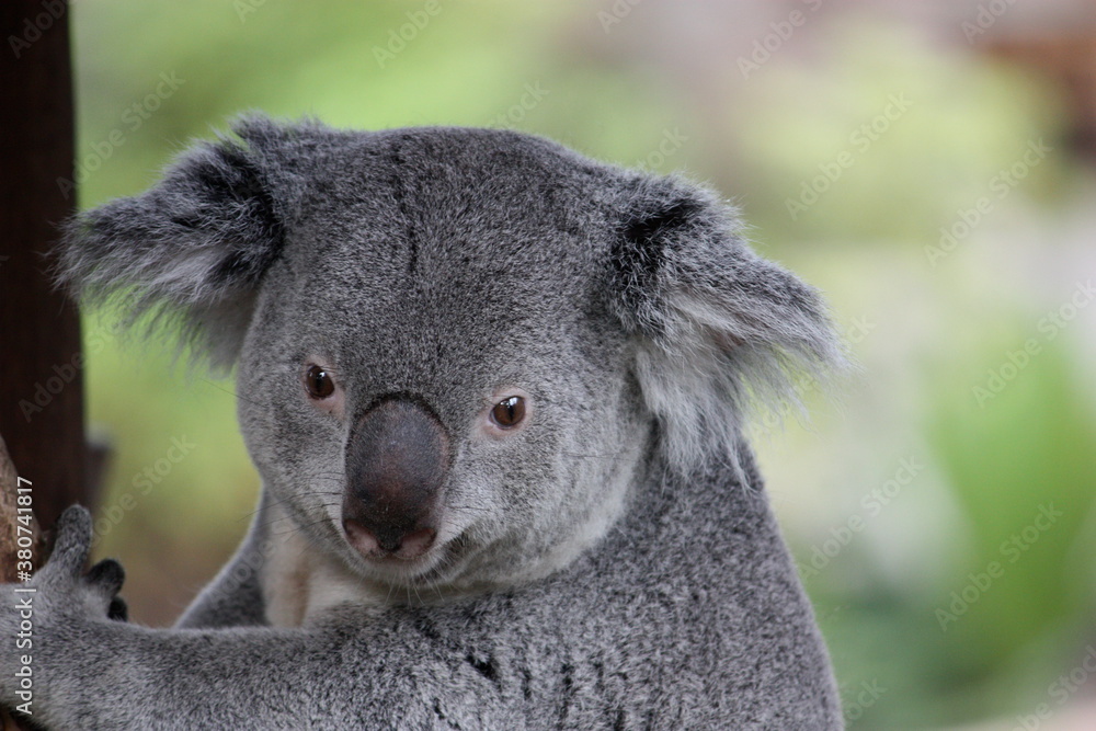 Obraz premium Koala Portrait