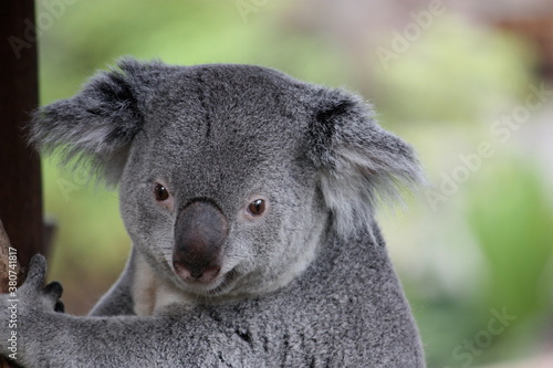 Koala Portrait