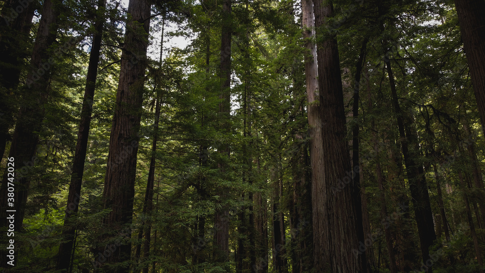 trees in the forest trees in the forest