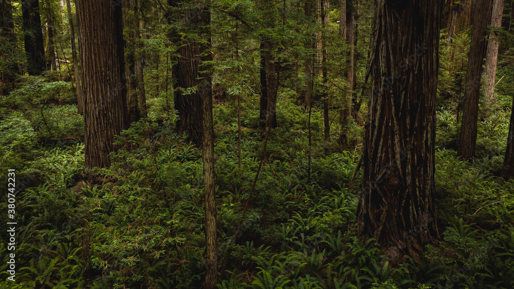 Fototapeta premium trees in the forest