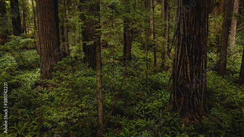 trees in the forest