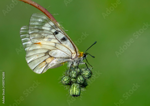 Macro shots, Beautiful nature scene. Closeup beautiful butterfly sitting on the flower in a summer garden.