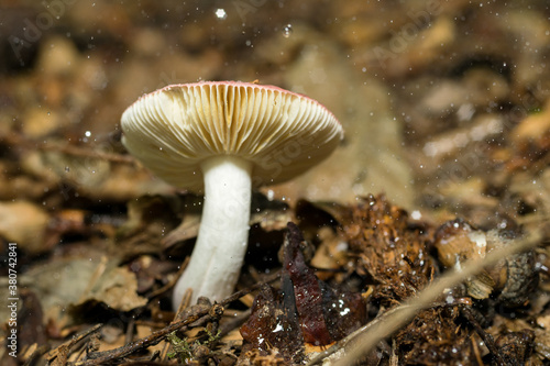 Russula mairei , Singer mushroom in the forest