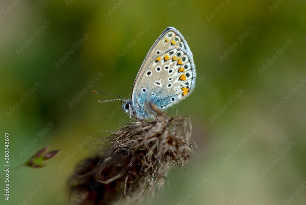 Obraz premium Macro shots, Beautiful nature scene. Closeup beautiful butterfly sitting on the flower in a summer garden.