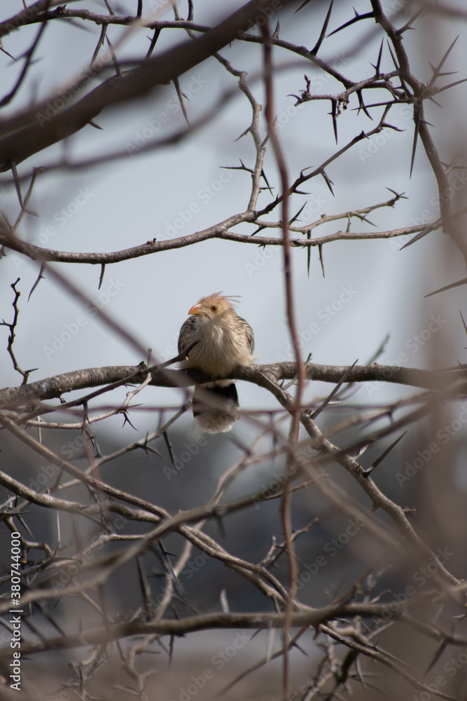 a bird in the nest a bird in the nest