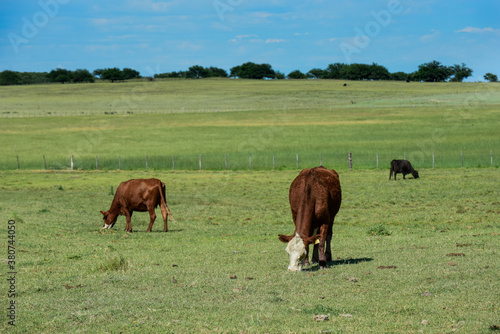 Cattle in Argentine countryside,La Pampa Province, Argentina.