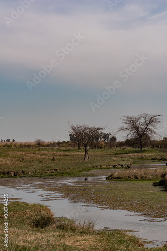 trees in the field with a little river