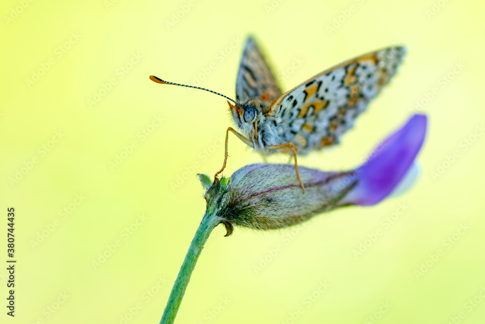 Obraz premium Macro shots, Beautiful nature scene. Closeup beautiful butterfly sitting on the flower in a summer garden.