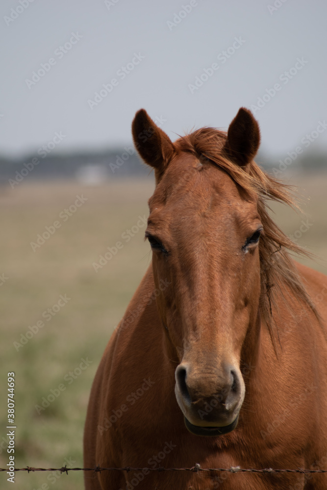 brown horse in the field brown horse in the field
