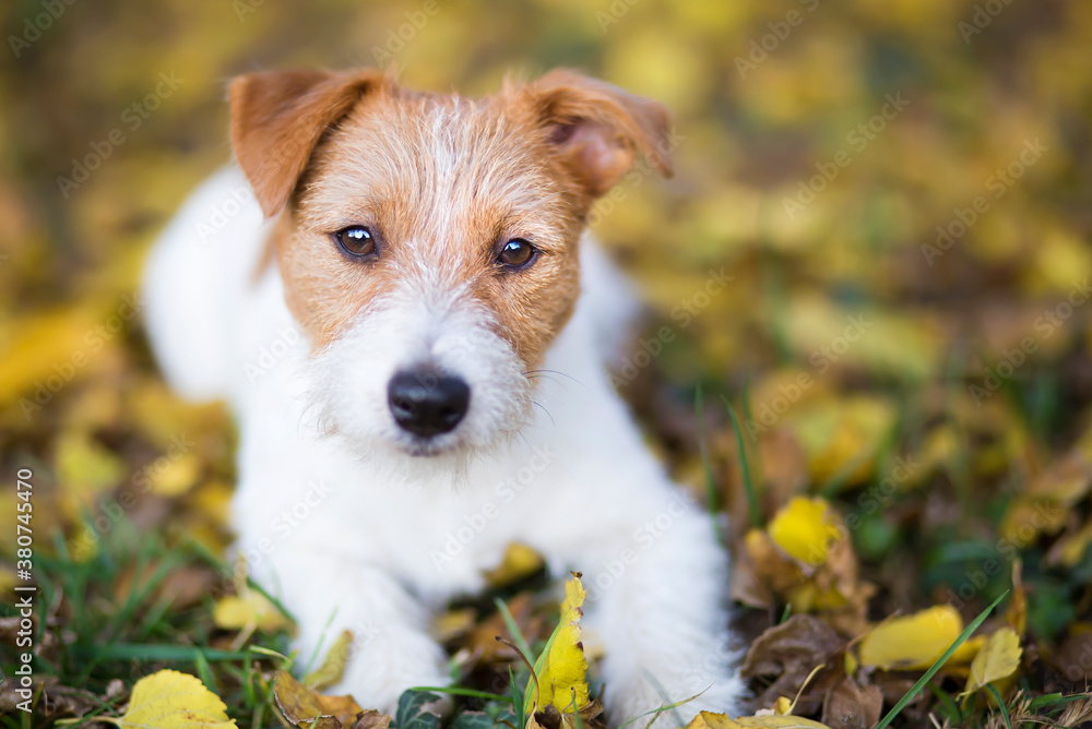 Cute happy jack russell terrier pet dog puppy looking in the autumn leaves Cute happy jack russell terrier pet dog puppy looking in the autumn leaves