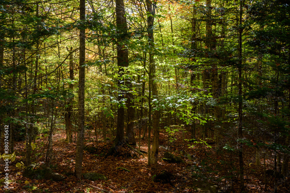 Fototapeta premium Mysterous forest with sunlight filtering through the tree canopy. Groton State Forest, VT, USA.
