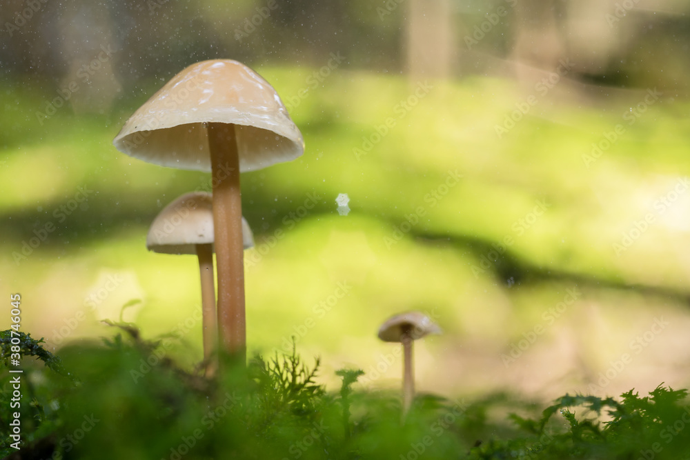 Mycena,
tiny forest mushrooms, macro photo Mycena,
tiny forest mushrooms, macro photo