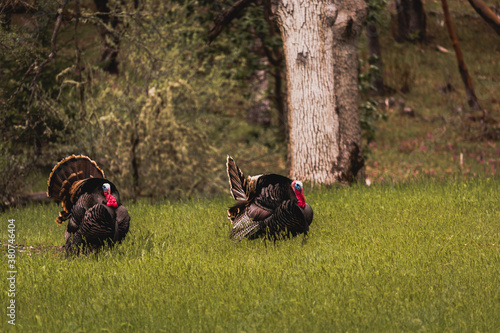 Horizontal image of male toms wild turkey displaying their plume of puffed feathers and red and blue gobble to prospective female mates in a green field with forest trees in the background.