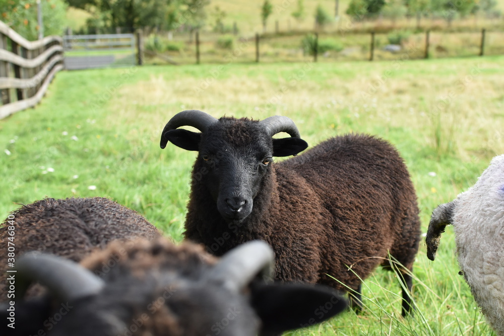Group of sheep looking around and eating grass Group of sheep looking around and eating grass