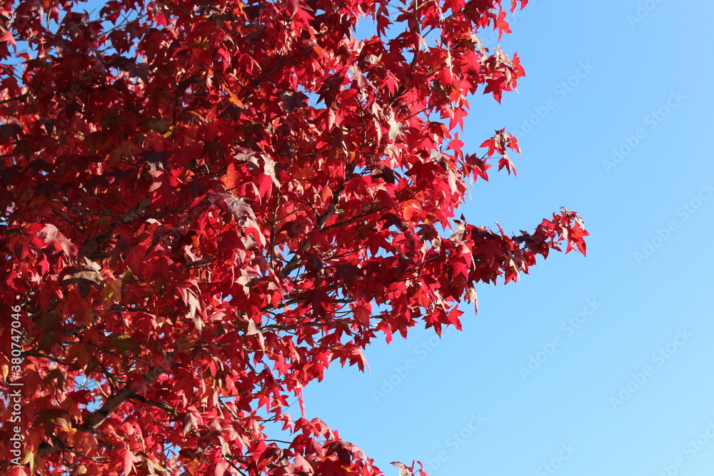 Brightly red colored deciduous tree leaves, with a clear blue sky, in October Brightly red colored deciduous tree leaves, with a clear blue sky, in October