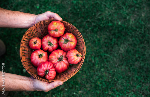 From above crop unrecognizable male gardener holding wicker bowl with fresh ripe red tomatoes during harvesting season in garden