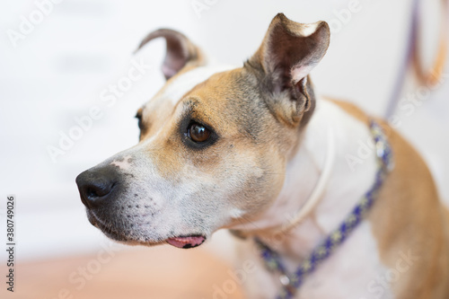 Cute scared dog on leash looking away and waiting for appointment in contemporary vet clinic photo