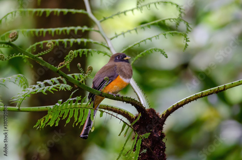 Orange-bellied Trogon - female (Trogon aurantiiventris), Monteverde Cloud Forest Reserve, Costa Rica photo