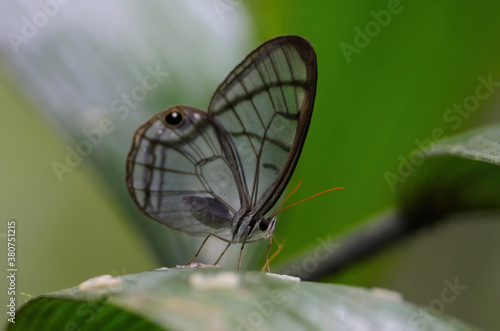 Clearwing Satyr (Dulcedo polita), La Selva Biological Station, Costa Rica photo