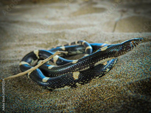 serpiente negra con lunares blancos sobre arena 