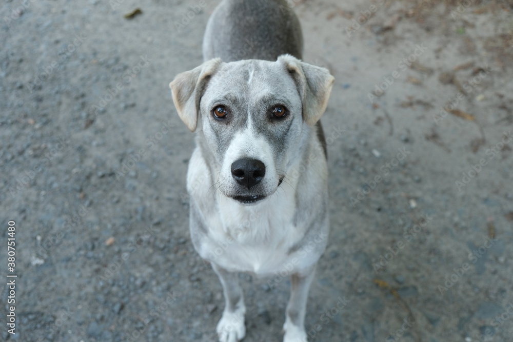A beautiful dog looks at its owner. Focus to the dog looking alertly at the camera A beautiful dog looks at its owner. Focus to the dog looking alertly at the camera