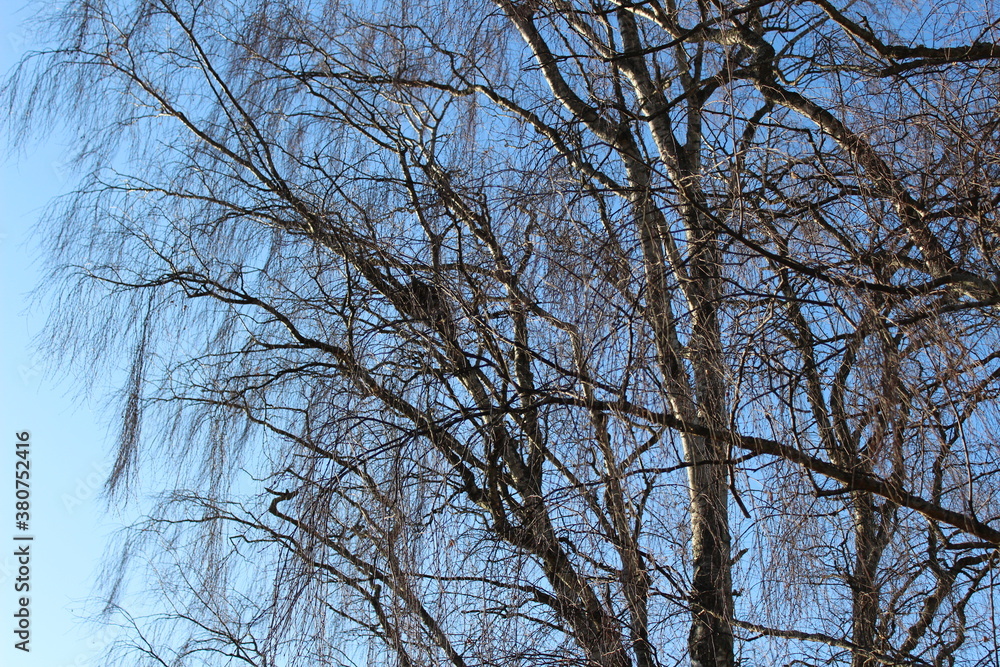 No leaves left on the tree branches with an autumn sky No leaves left on the tree branches with an autumn sky