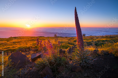 Blooming red bugloss plants growing in field on background of majestic sunset sky photo