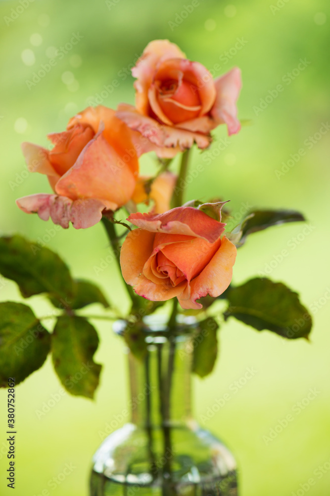 Three roses in a bottle on a garden table Three roses in a bottle on a garden table
