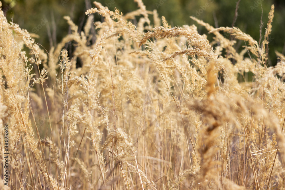 Fototapeta premium Field grass with beautiful and lush spikelets in the field. Flowering grass, summer plants. Background