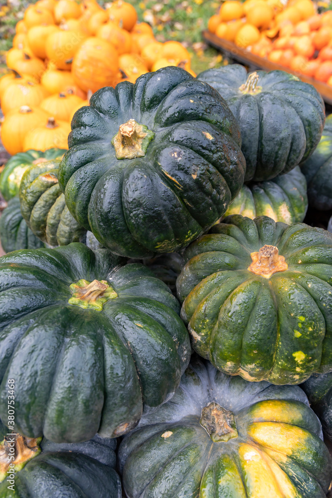 different kinds of pumpkins, autumn market, Austria different kinds of pumpkins, autumn market, Austria