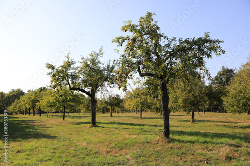 Apfelbaum auf Streuobstwiese