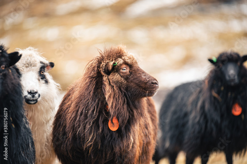 Domestic sheep with wet fur grazing on hill in mountains on Faroe Islands on autumn and looking away photo