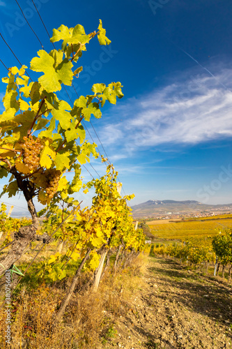 Vineyards Ryzlink Vlasky in Palava region, Southern Moravia, Czech Republic photo