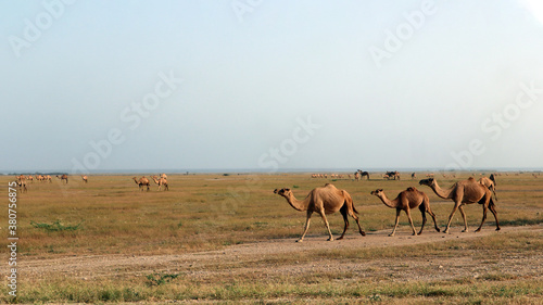 camels group