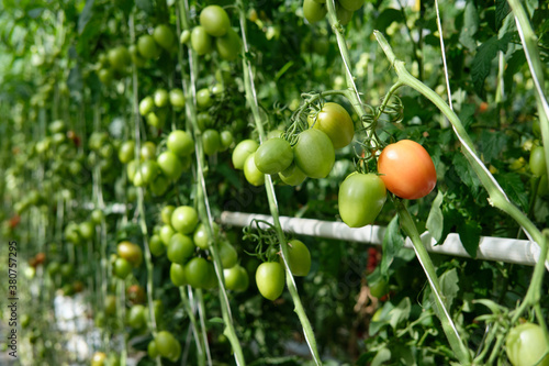 Fotografiet Growing tomatoes in a hydroponic greenhouse with natural light