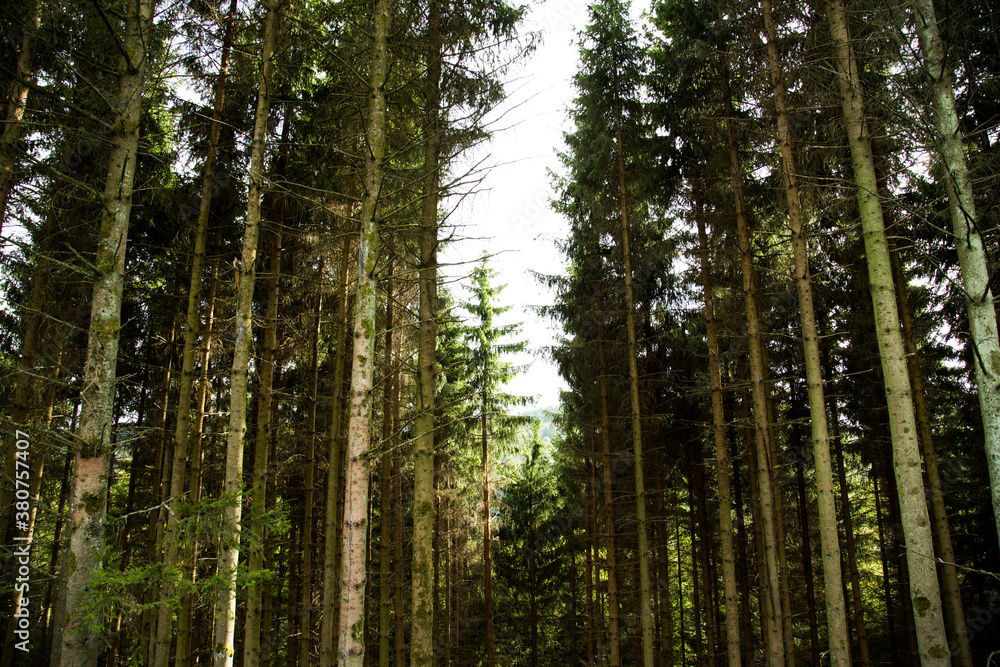 Wald gebiete in Sauerland  - obrazy, fototapety, plakaty 