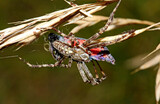 un ragno crociato (araneus diadematus) sta 