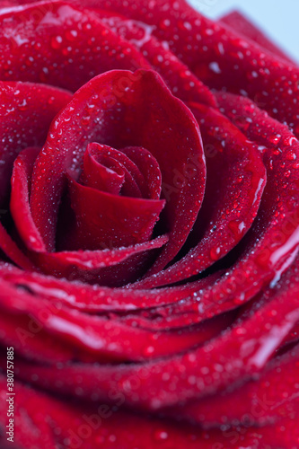 Bouquet of fresh roses  floral background