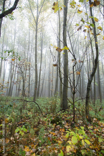 Wald in Sauerland 