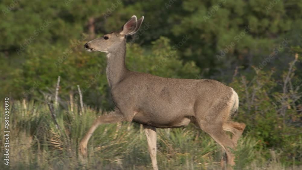 An alert female mule deer doe with big eyes and ears marches right to left while camera pans then looks directly at camera in Bandelier National Monument in New Mexico. Slow motion 4K video. An alert female mule deer doe with big eyes and ears marches right to left while camera pans then looks directly at camera in Bandelier National Monument in New Mexico. Slow motion 4K video.