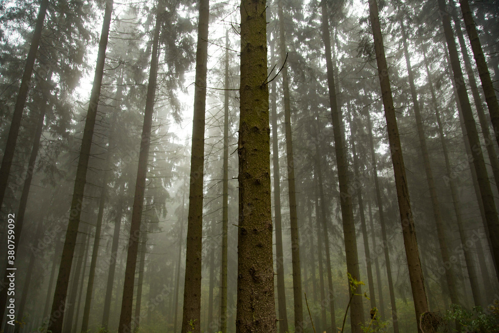 Obraz premium Wald in Sauerland 
