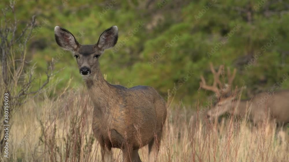 A female mule deer doe with bedroom eyes and big ears looks at camera while male buck feeds in background in Bandelier National Monument in New Mexico. Camera zooms in. A female mule deer doe with bedroom eyes and big ears looks at camera while male buck feeds in background in Bandelier National Monument in New Mexico. Camera zooms in.