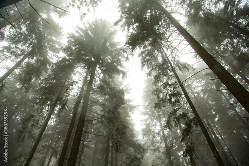 Wald in Sauerland 