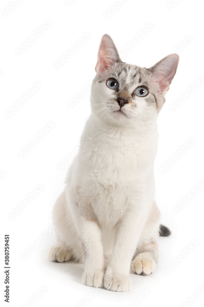 white kitten seated looking up on white background