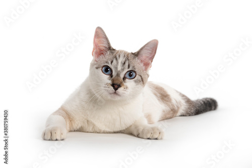 white cat with blue eyes lying down on white background