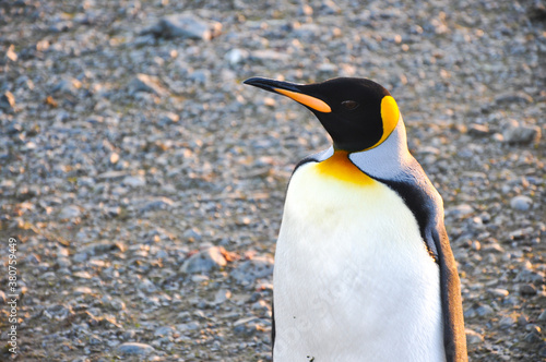King penguin (Aptenodytes patagonicus) is waiting in Carlini Base (Argentine permanent base), Antarctica