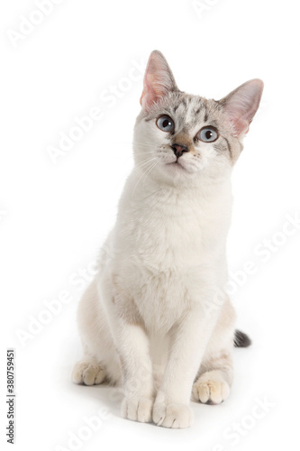white kitten seated looking up on white background © Elayne