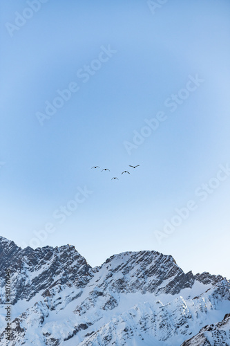 canada goose flying in the sky