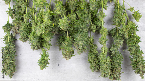 Fresh cannabis flowers hanging on a metal hanger